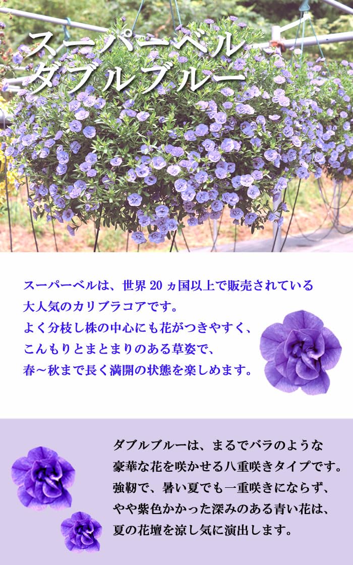 Amazon.co.jp: 花苗 スーパーベル ダブルブルー 9cmポット